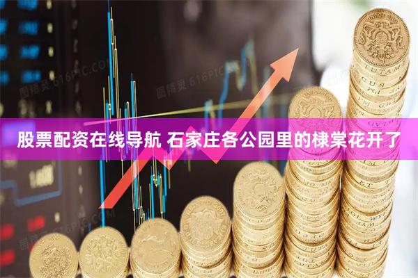股票配资在线导航 石家庄各公园里的棣棠花开了